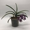 NEOSTYLIS PINKY(NEOFINETIA FALCATA `PINK`X RHY.GIGANTEA`RED`) 